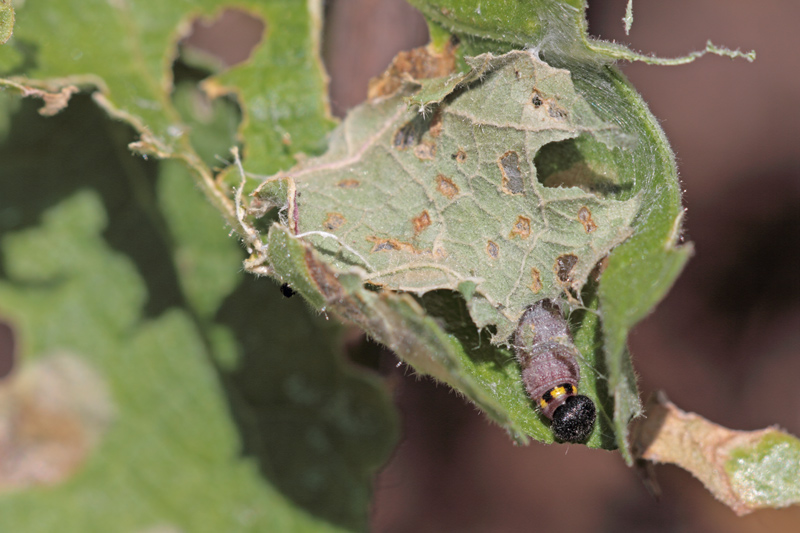 Bruco al lavoro...di? Carcharodus alceae, Hesperiidae